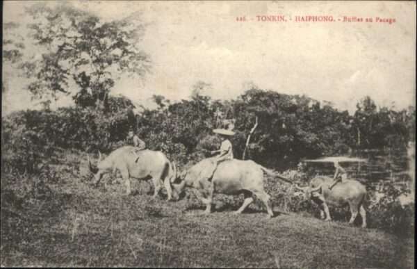 Haiphong Tonkin Buffles Pacage