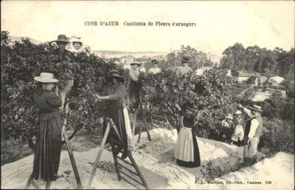 Cannes Alpes-Maritimes Cannes [Verlag Maillan] Cote Azur Cueil