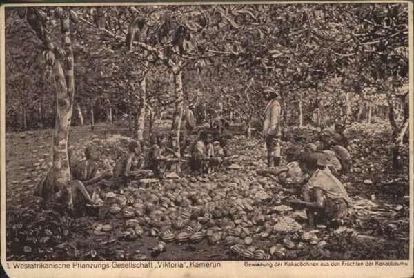 Kamerun Afrika Westafrikan. Pflanzungsgesellschaft Vik