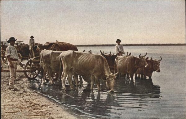Balkan Büffelgeschirre Nr 3 Kühe