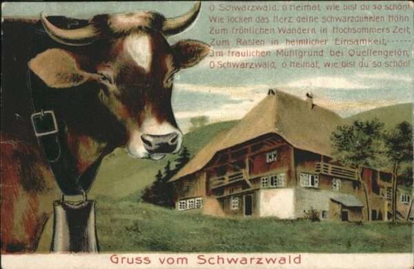 Schwarzwald Kuh