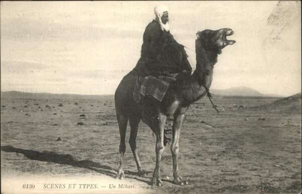 Kamel  Camel Chameau