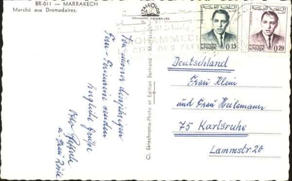 Marrakech Kamel – Bild 2