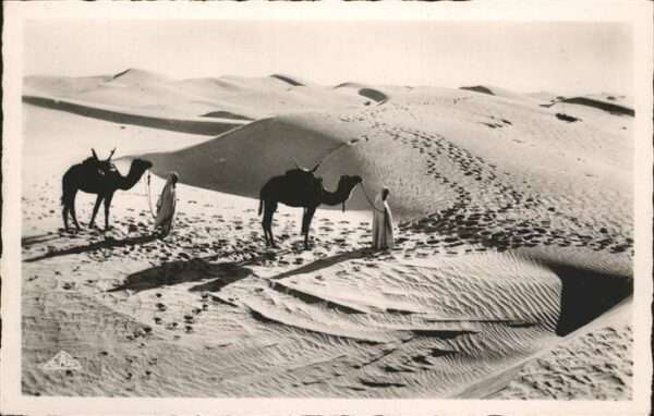 Kamel  Camel Chameau Dünen