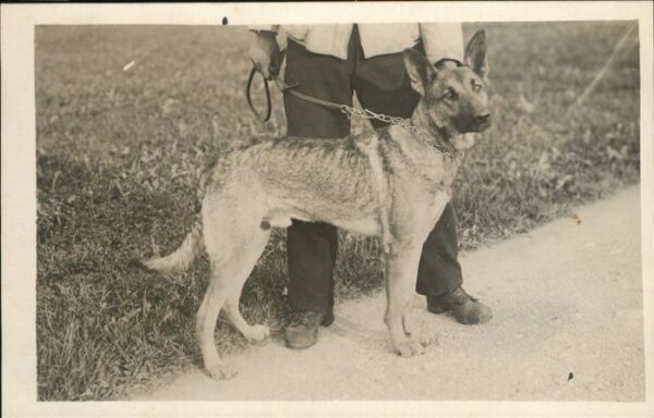Schaeferhunde Scha