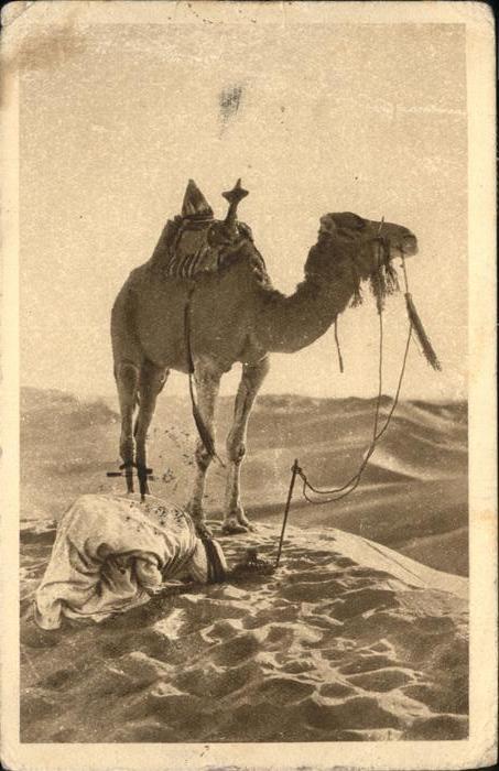 Kamel  Camel Chameau