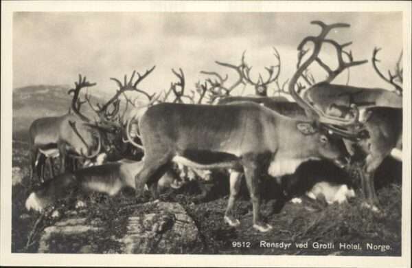 Hirsch