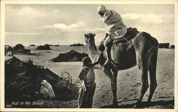 Kamel  Camel Chameau