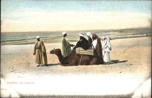 Kamel  Camel Chameau
