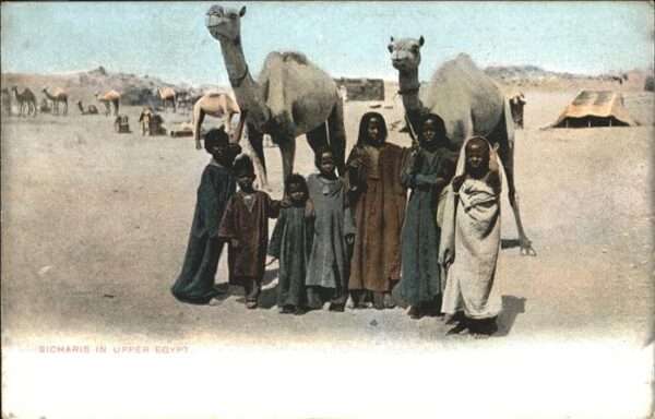 Kamel  Camel Chameau Bicharis