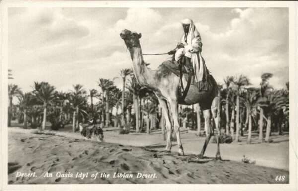 Kamel  Camel Chameau Oasis of Libian Desert