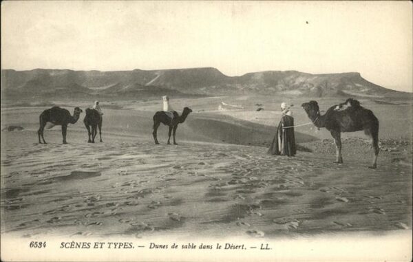Kamel  Camel Chameau Dunes