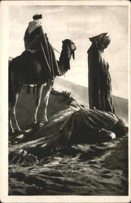 Kamel  Camel Chameau