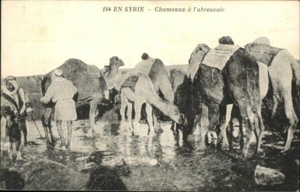 Kamel  Camel Chameau Chameaux Abreuvoir
