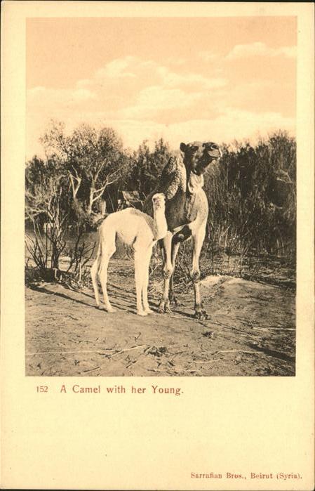 Kamel  Camel Chameau