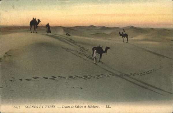 Kamel  Camel Chameau Dunes