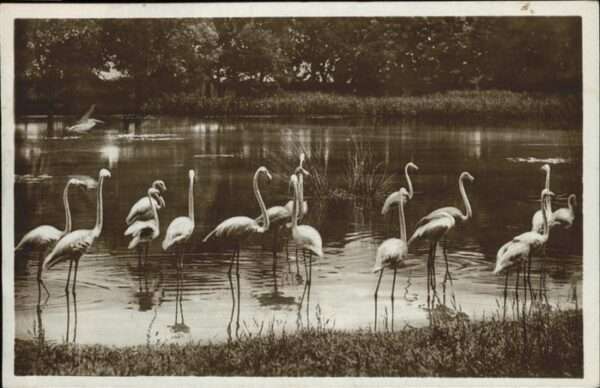 Flamingo