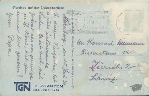Flamingo – Bild 2