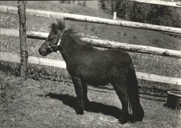 Pony Tiere Tierpark Klingenthal