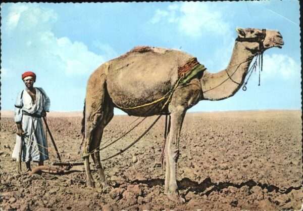 Kamel  Camel Chameau