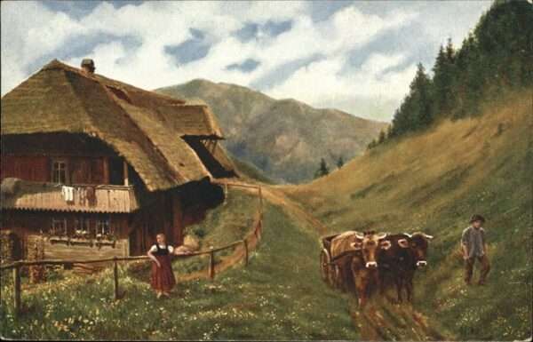 Landwirtschaft Werktag im Schwarzwald Ochsen