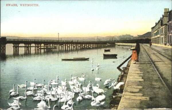 Weymouth Dorset Swans