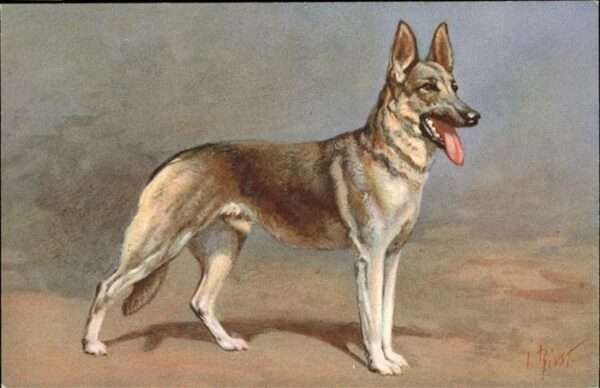Schaeferhunde Lithographie