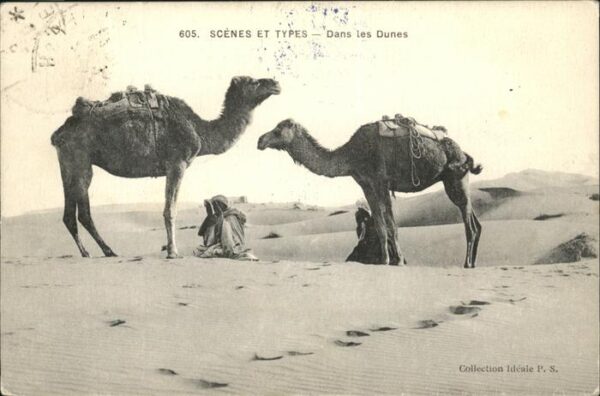 Kamel  Camel Chameau Dunes