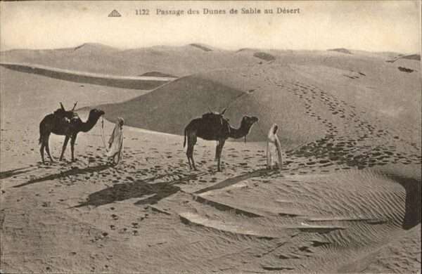 Kamel  Camel Chameau Dunes