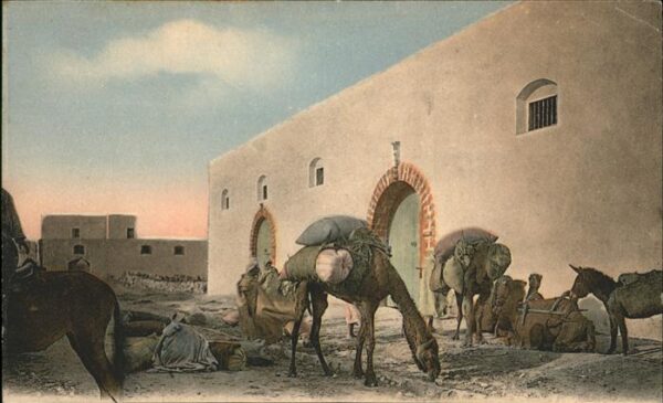 Kamel  Camel Chameau Esel