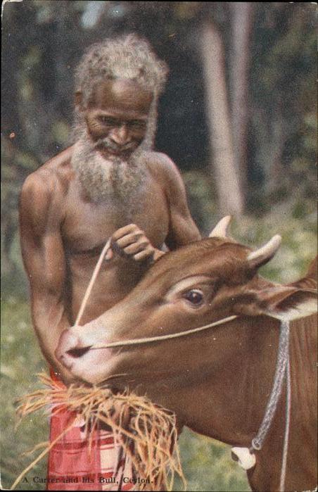 Kuehe A Carter Ceylon