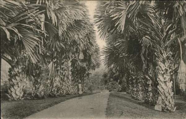 Palmen Garden Ceylon