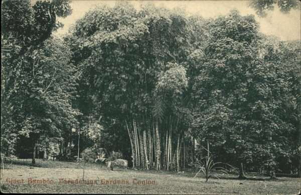 Ceylon Sri Lanka Paradenina Gardens Bambon