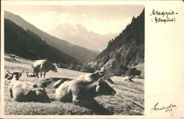 Kuehe Mittagszeit Zillergrund