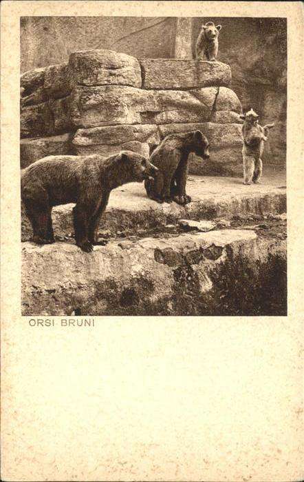 Baeren Orsi Bruni Roma