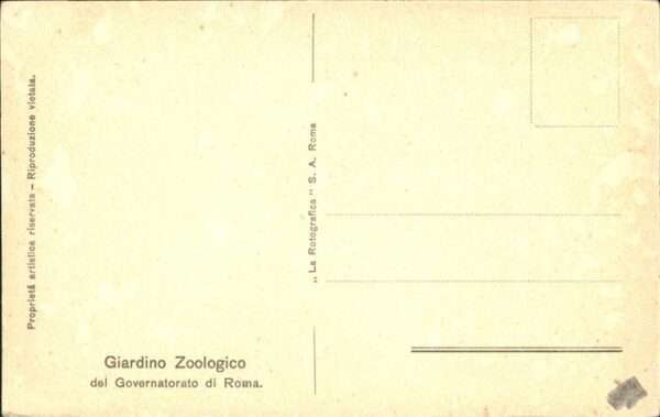 Baeren Orsi Bruni Roma – Bild 2