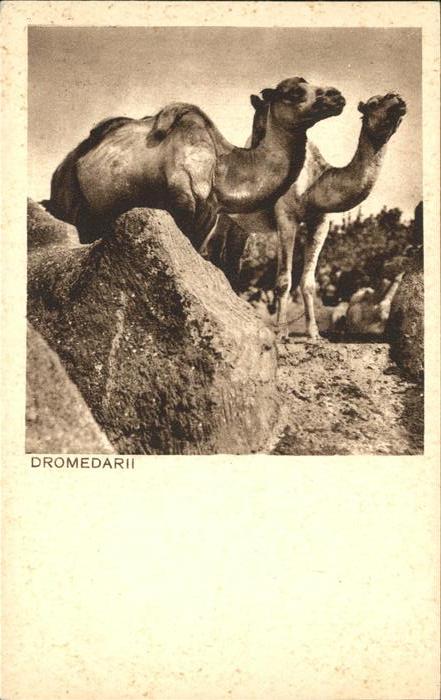 Kamel  Camel Chameau Dromedarii