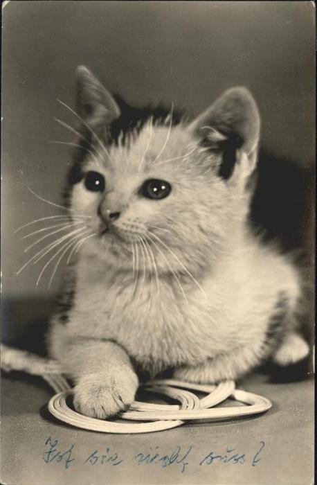 Katzen