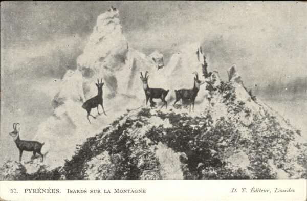 Lourdes Hautes Pyrenees Gams