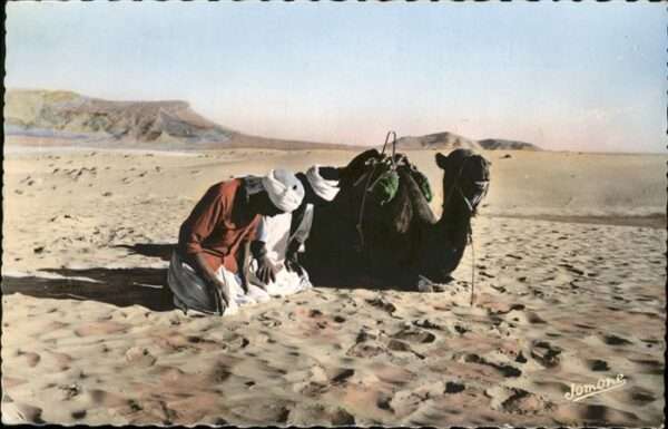 Kamel  Camel Chameau Bou Saada