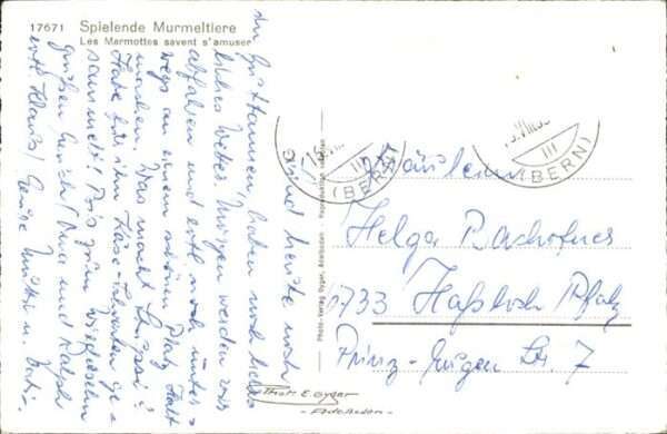 Murmeltier – Bild 2