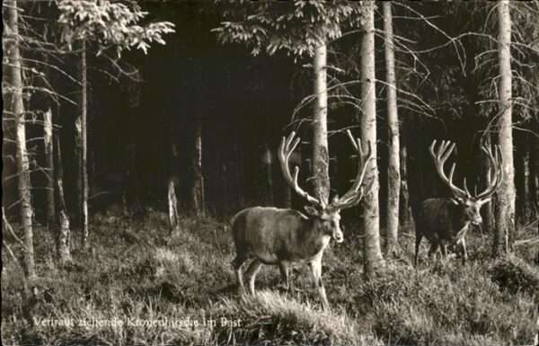 Hirsch