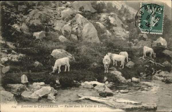 Cauterets Kühe