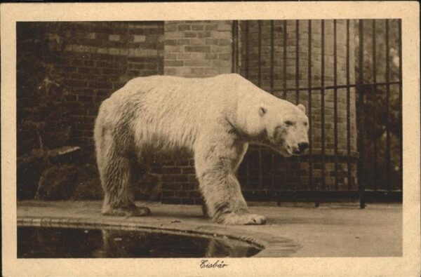 Eisbaer Zoo Berlin