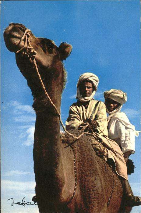 Kamel  Camel Chameau