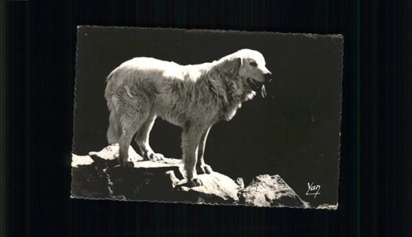 Hunde