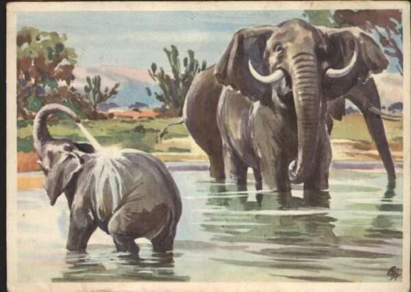 Elefant Sanella Bilder Bild 32