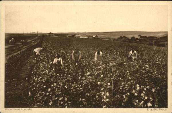 Landwirtschaft Baumwollpflücker