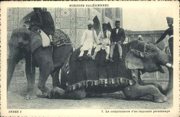 Elefant