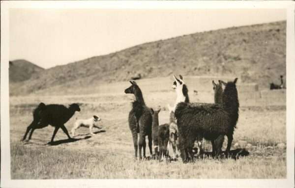 Tiere Lamas
